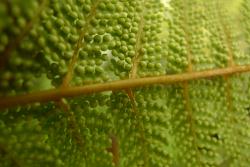 Dicksonia lanata subsp. hispida: abaxial surface of fertile frond showing young sori.
 Image: L.R. Perrie © Leon Perrie 2011 CC BY-NC 3.0 NZ